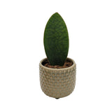 Sansevieria trif. Victoria - Whale fin Oz