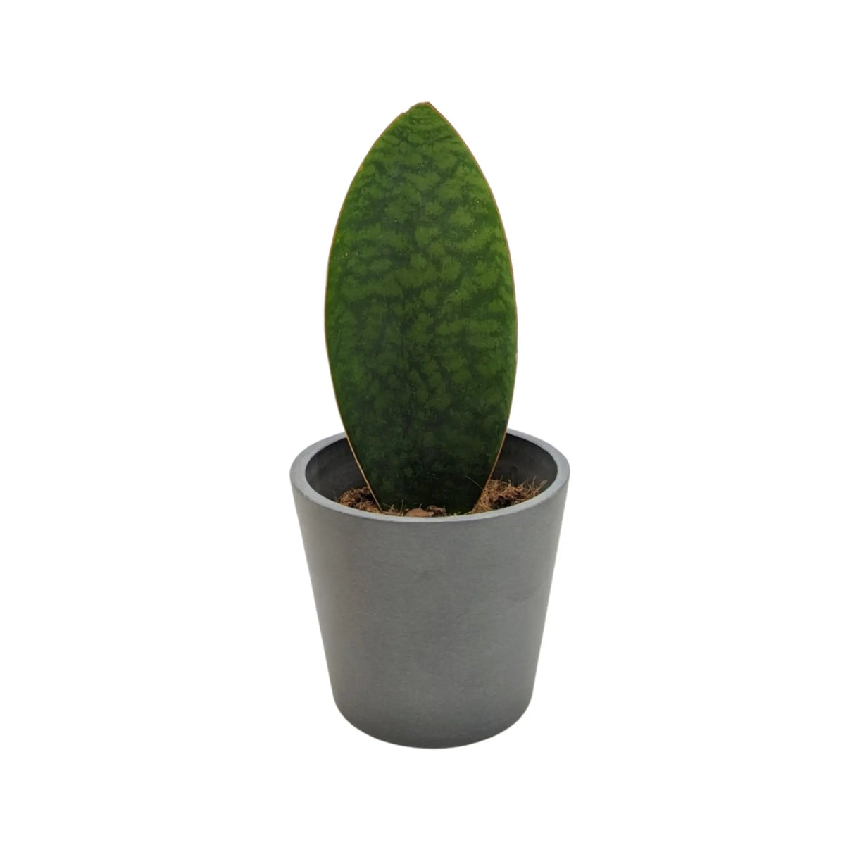 Sansevieria trif. Victoria - Whale fin Oz