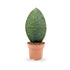 Sansevieria trif. Victoria - Whale fin Oz