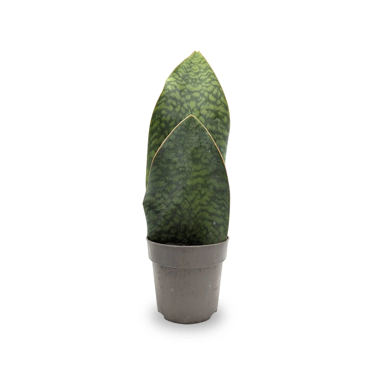 Sansevieria trif. Victoria - Whale fin Oz