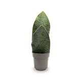 Sansevieria trif. Victoria - Whale fin Oz
