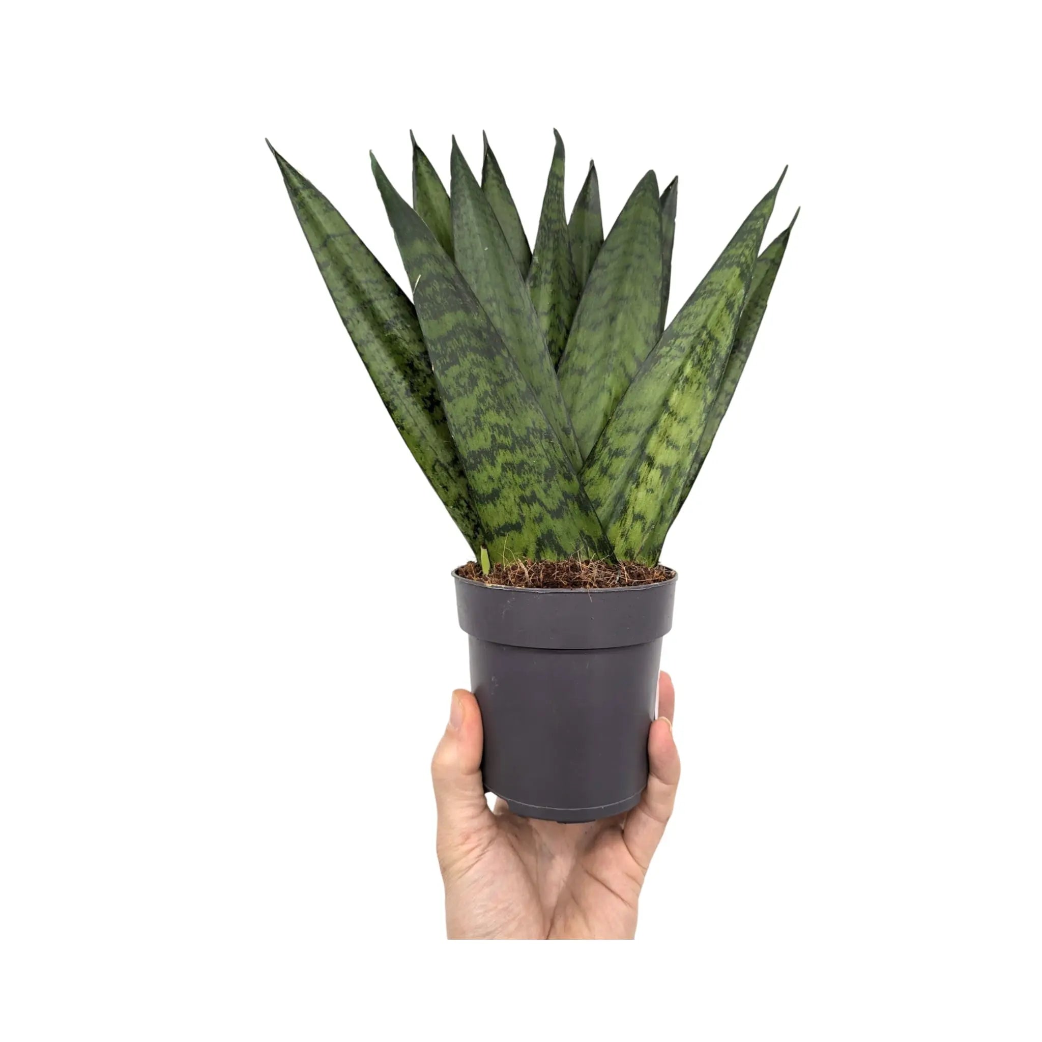 Sansevieria zeylanica Fan Leaf Culture