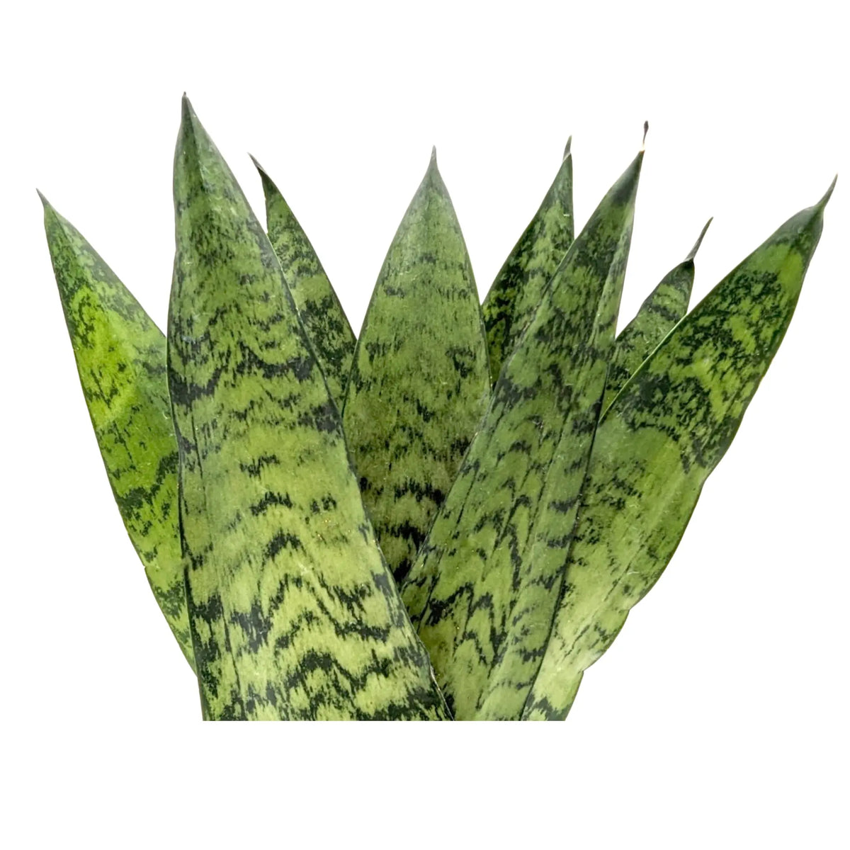 sansevieria fan Sansevieria zeylanica Fan | Snake Plant - Air Purifying Houseplant