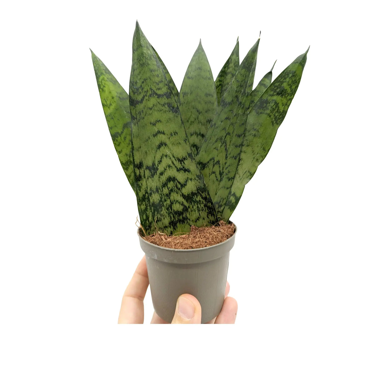 fan snake plant Sansevieria zeylanica Fan | Snake Plant - Air Purifying Houseplant