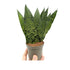 Sansevieria zeylanica Fan Oz