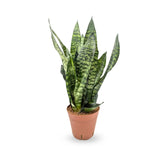 Sansevieria zeylanica Leaf Culture
