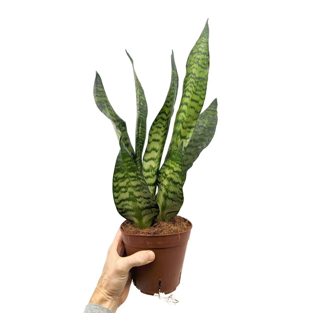 Sansevieria zeylanica Leaf Culture