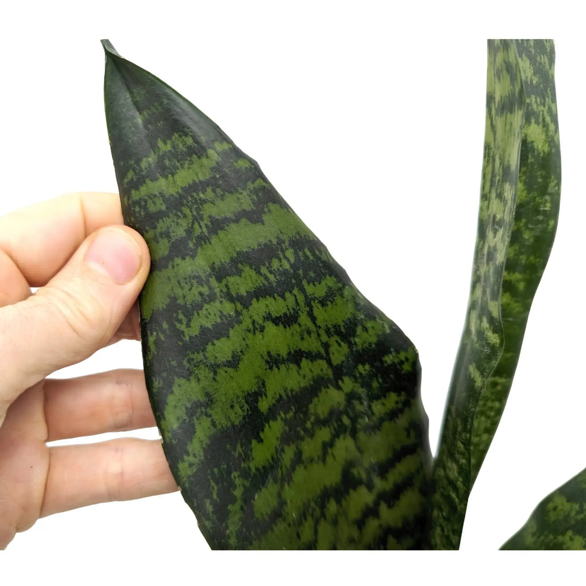Sansevieria zeylanica Leaf Culture