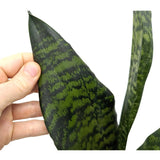 Sansevieria zeylanica Leaf Culture