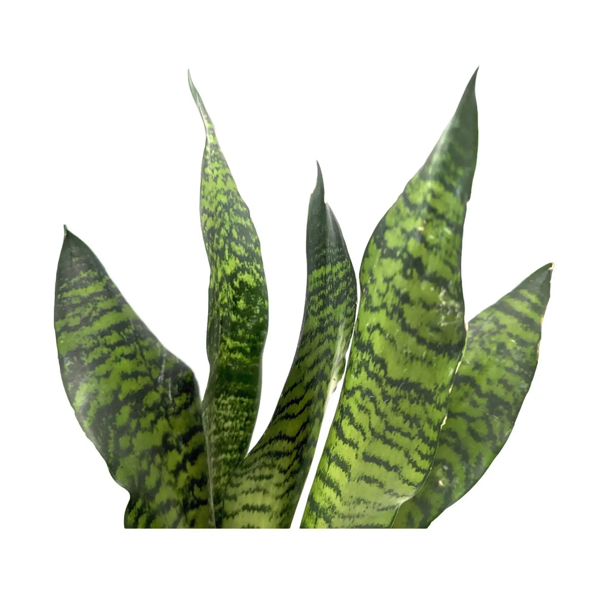 Sansevieria zeylanica Leaf Culture