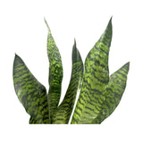 Sansevieria zeylanica Leaf Culture