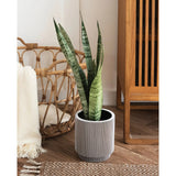 Sansevieria zeylanica Leaf Culture