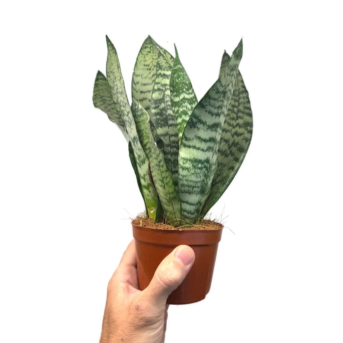 Sansevieria zeylanica Leaf Culture