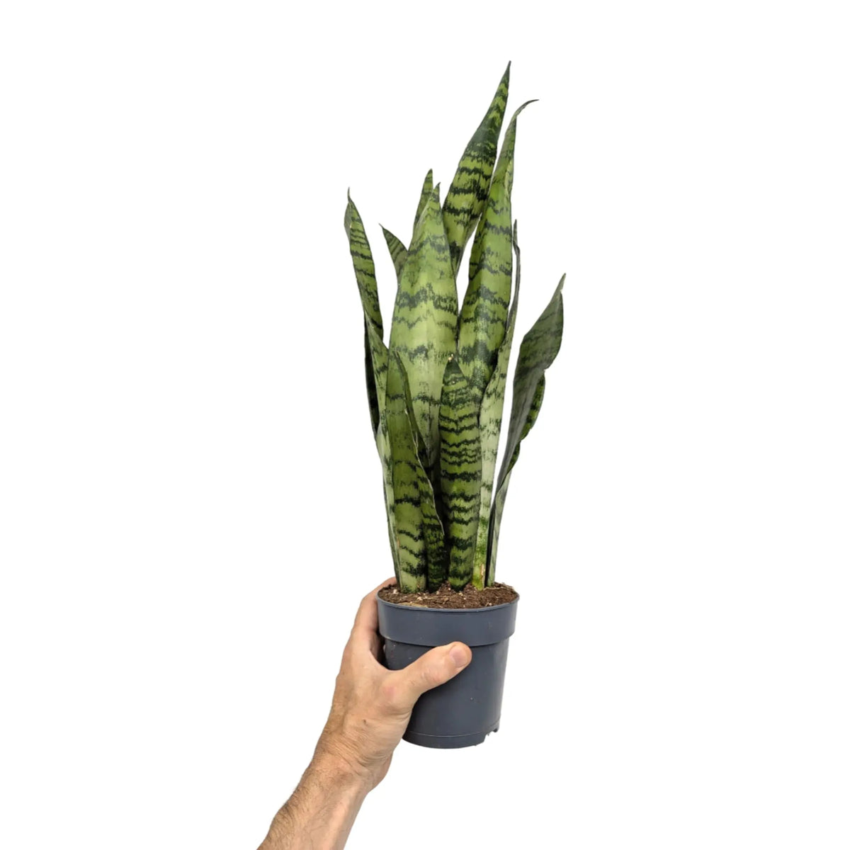 Sansevieria zeylanica | Ceylon Bowstring Hemp Leaf Culture