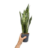 Sansevieria zeylanica | Ceylon Bowstring Hemp Leaf Culture