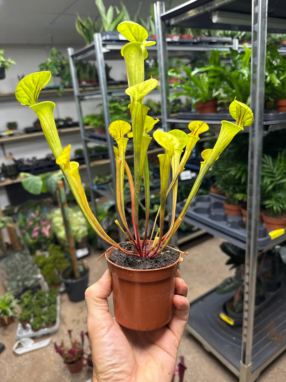 Sarracenia | North American Pitcher Plant_3_main