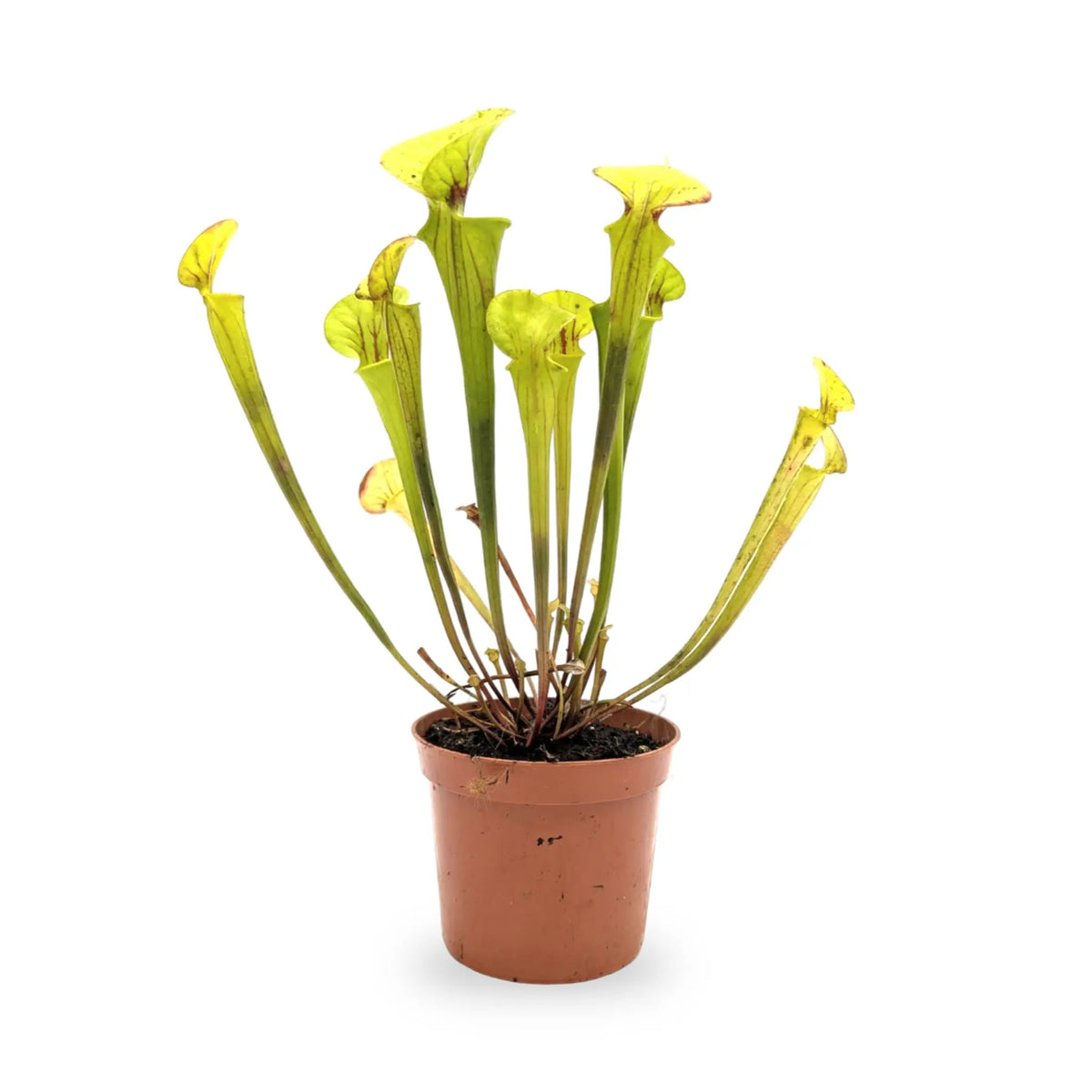 Sarracenia | North American Pitcher Plant Leaf Culture