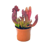 Sarracenia | North American Pitcher Plant Leaf Culture