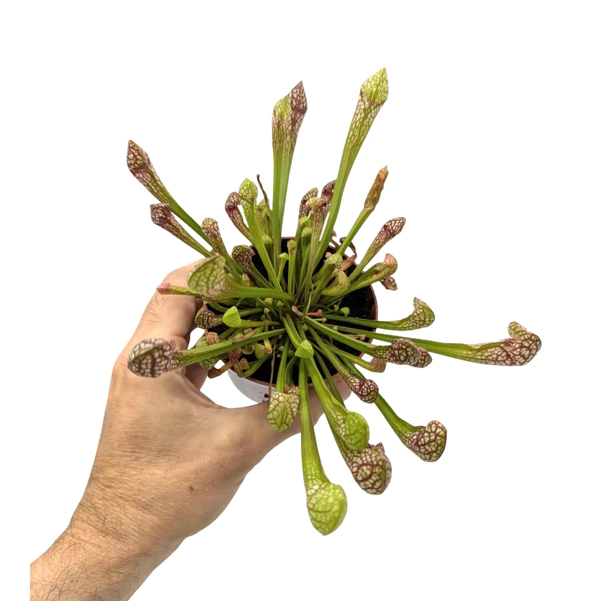 Sarracenia | North American Pitcher Plant Leaf Culture