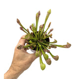 Sarracenia | North American Pitcher Plant Leaf Culture