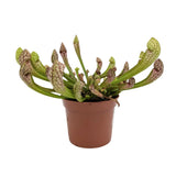 Sarracenia | North American Pitcher Plant Leaf Culture