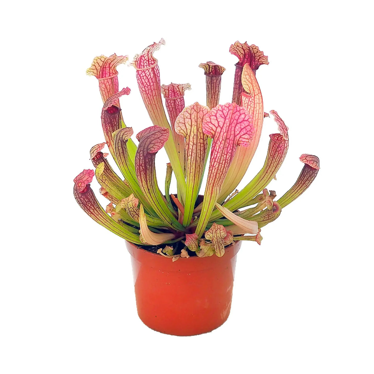 Sarracenia | North American Pitcher Plants. Leaf Culture