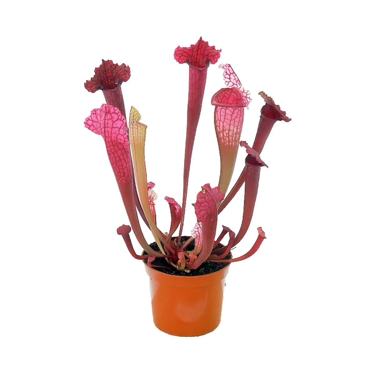 Sarracenia | North American Pitcher Plants. Leaf Culture