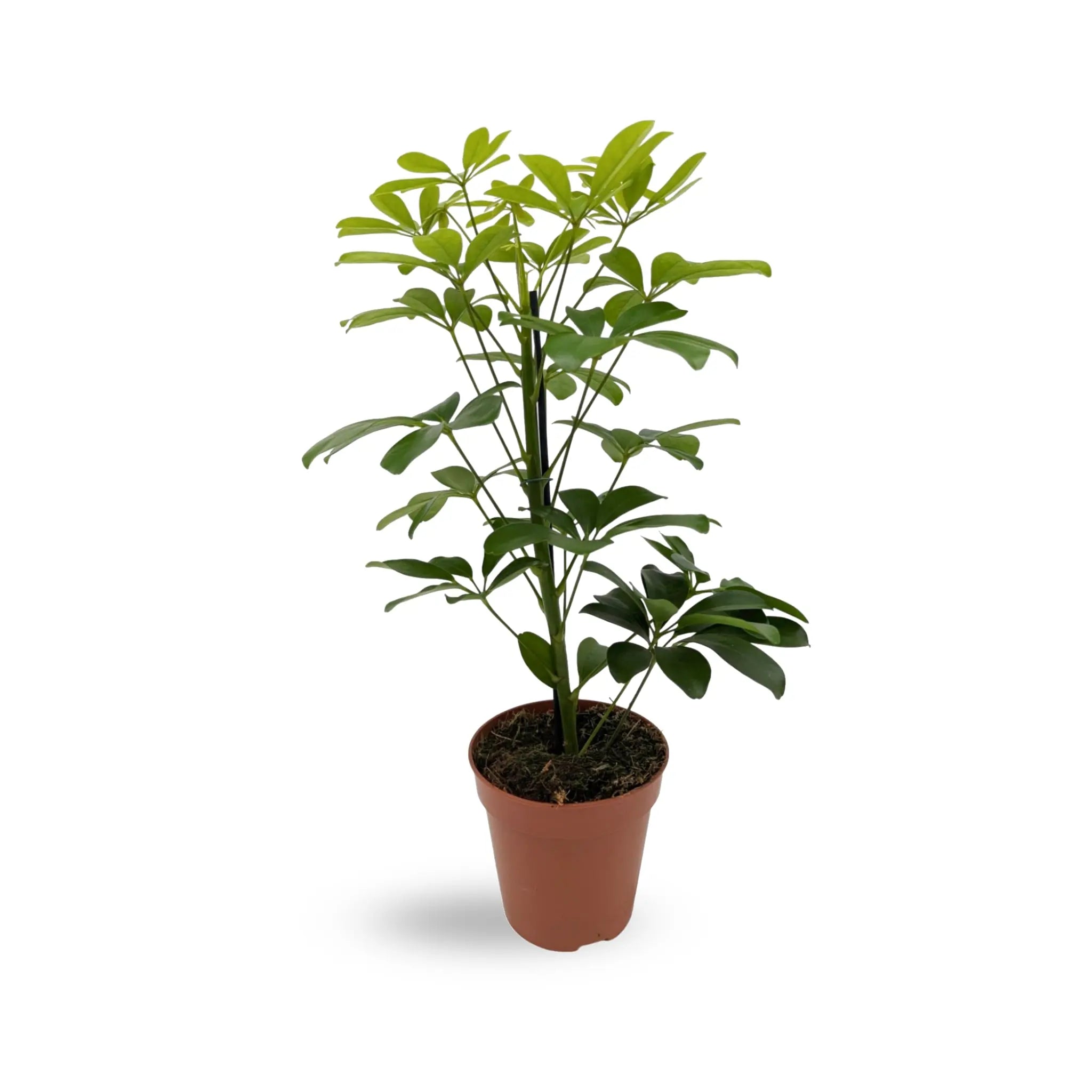 Schefflera Arboricola - Umbrella Tree Leaf Culture