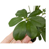 Schefflera Arboricola - Umbrella Tree Leaf Culture