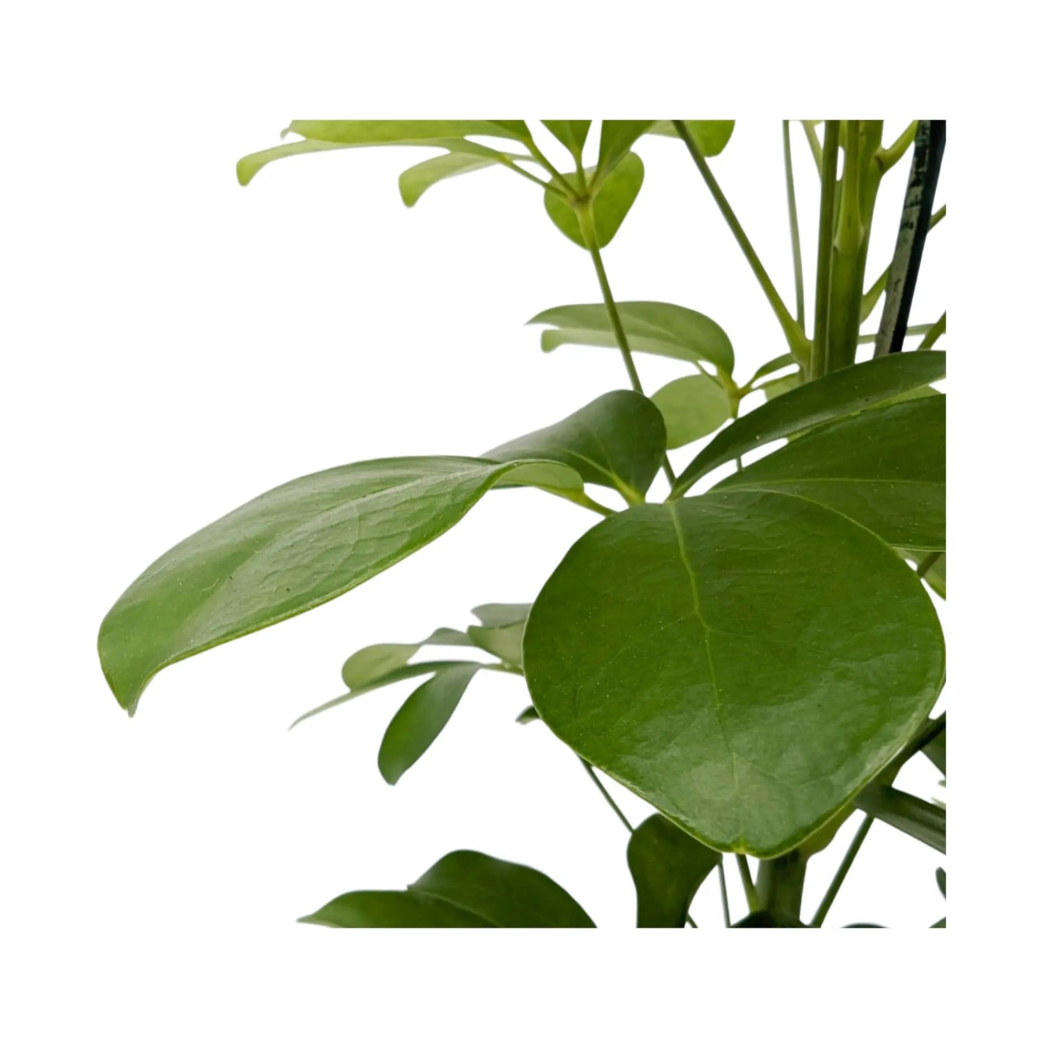 Schefflera Arboricola - Umbrella Tree Leaf Culture
