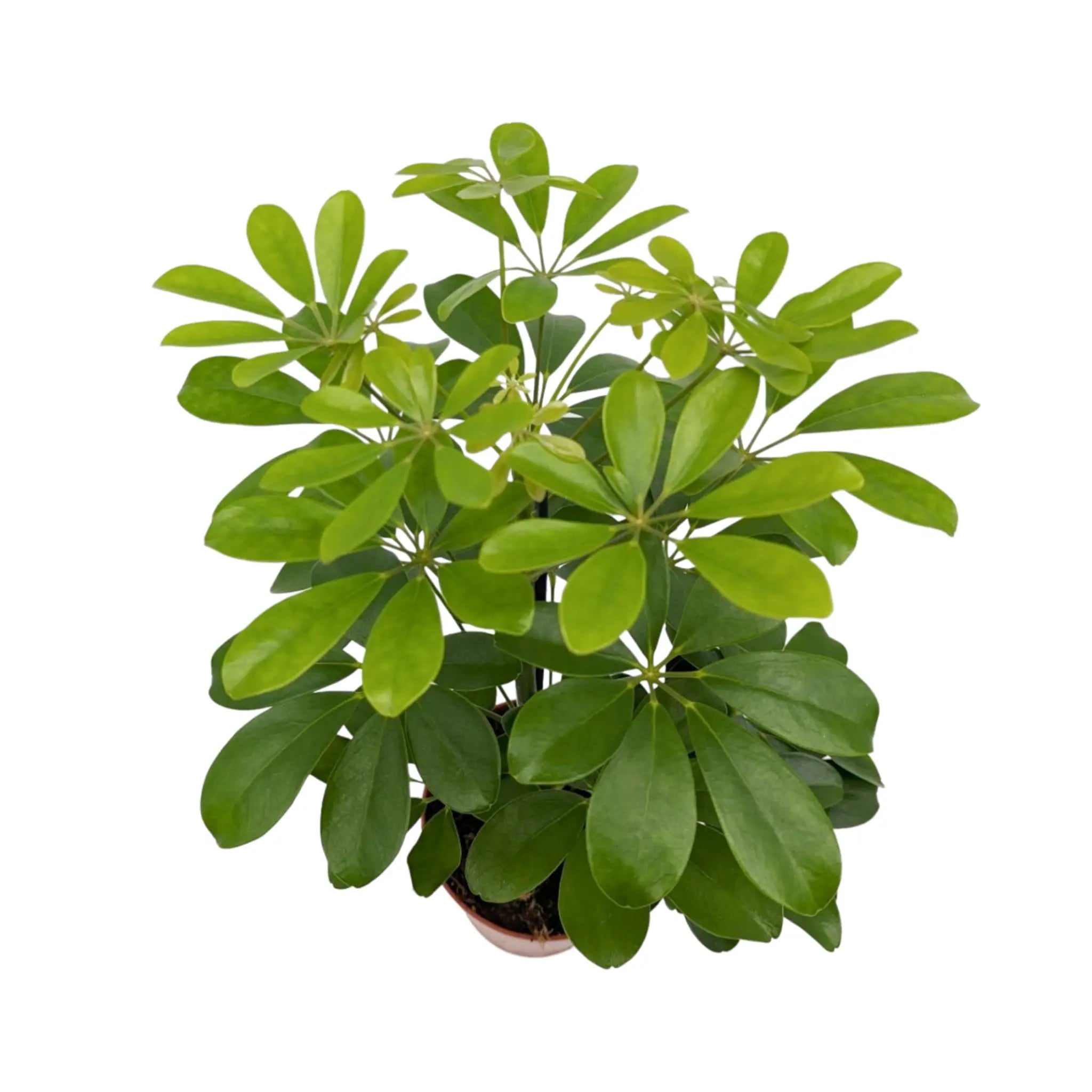 Schefflera Arboricola - Umbrella Tree Leaf Culture