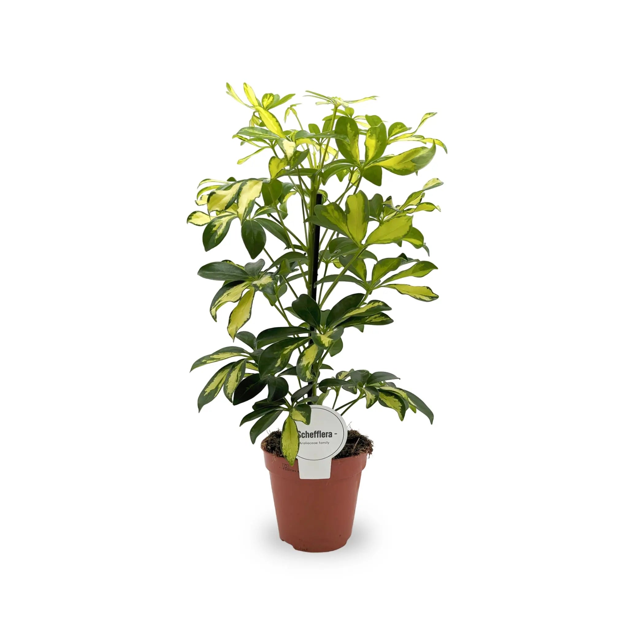 Schefflera arboricola Varieagated- Umbrella Tree Leaf Culture
