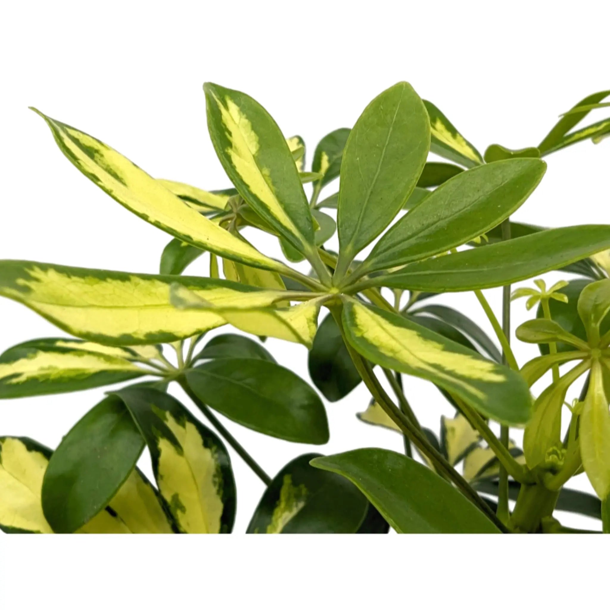 Schefflera arboricola Varieagated- Umbrella Tree Leaf Culture