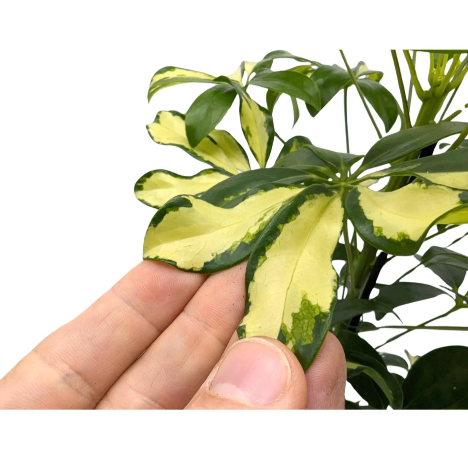 Schefflera arboricola Varieagated- Umbrella Tree Leaf Culture