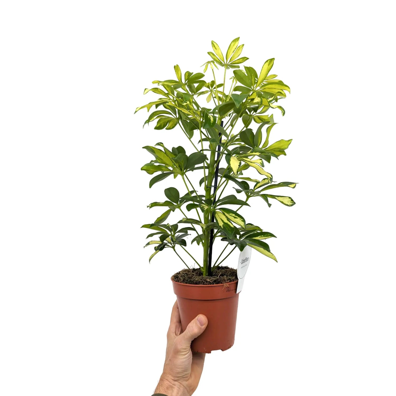 Schefflera arboricola Varieagated- Umbrella Tree Leaf Culture