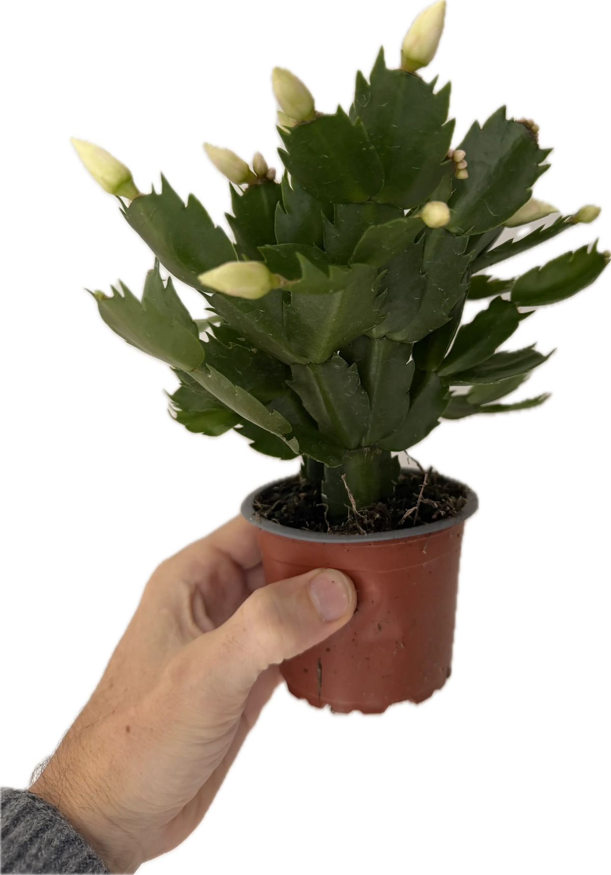 Schlumbergera | Christmas Cactus - Festive Flowering Houseplant