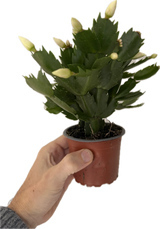 Schlumbergera | Christmas Cactus - Festive Flowering Houseplant