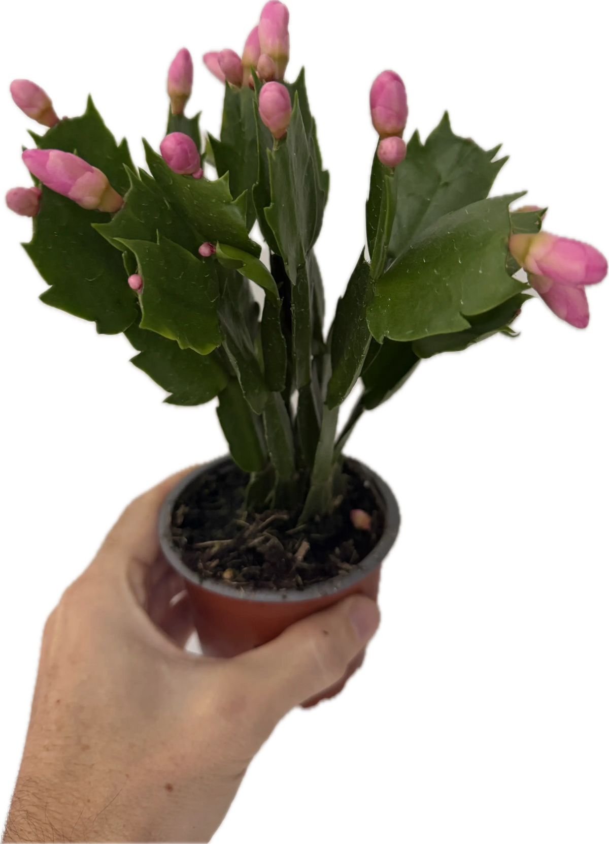 Schlumbergera | Christmas Cactus - Festive Flowering Houseplant