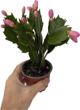 Schlumbergera | Christmas Cactus - Festive Flowering Houseplant
