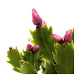 Schlumbergera | Christmas Cactus - Festive Flowering Houseplant