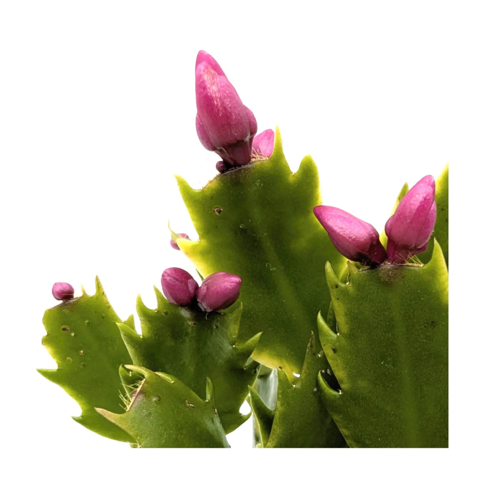 Schlumbergera | Christmas Cactus_3_main