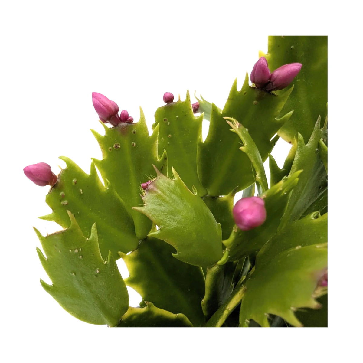 Schlumbergera | Christmas Cactus - Festive Flowering Houseplant