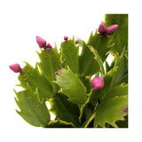 Schlumbergera | Christmas Cactus - Festive Flowering Houseplant