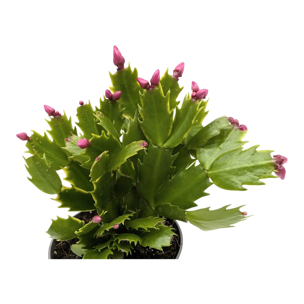 Schlumbergera | Christmas Cactus_5_main
