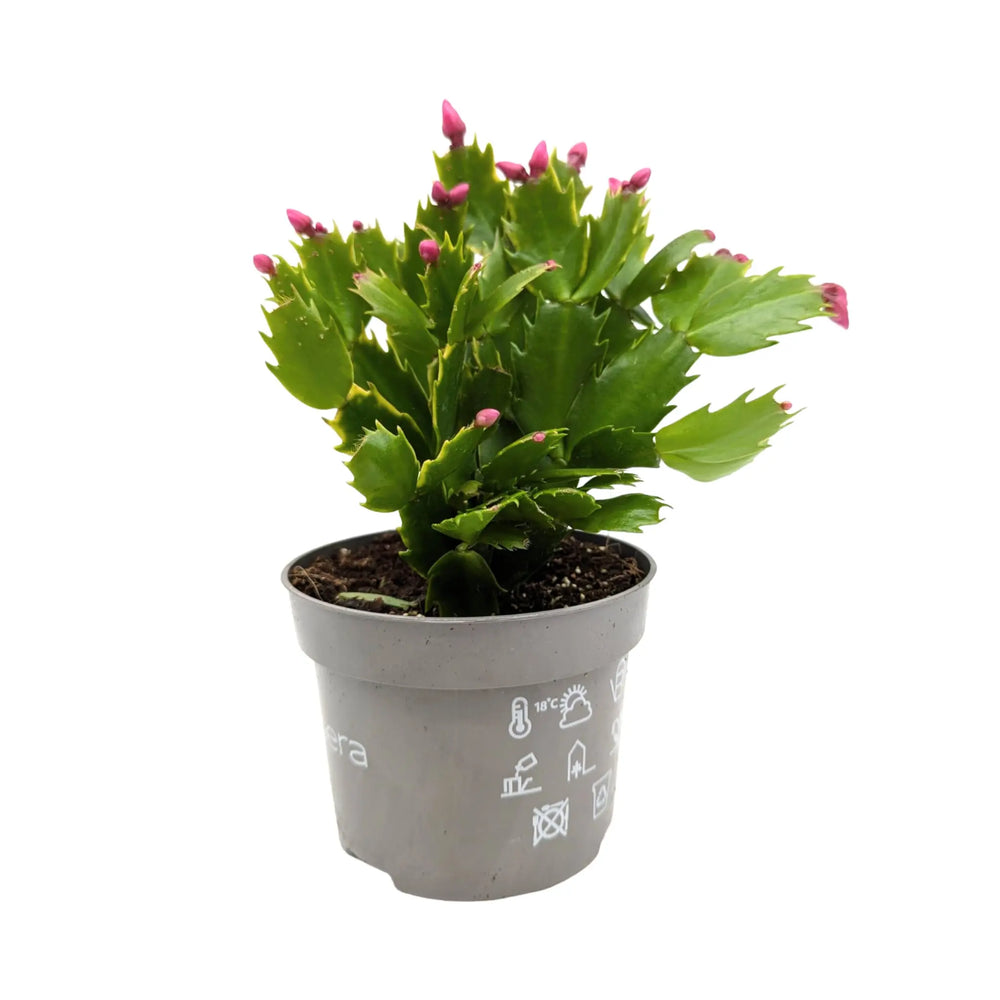 Schlumbergera | Christmas Cactus_1_main
