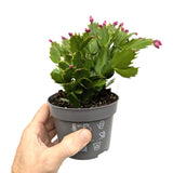 Schlumbergera | Christmas Cactus - Festive Flowering Houseplant