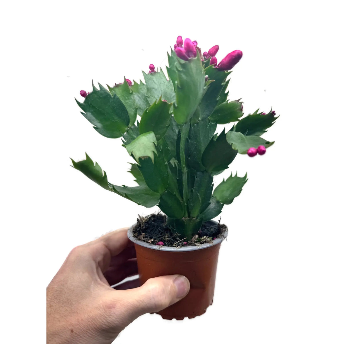 Schlumbergera | Christmas Cactus - Festive Flowering Houseplant