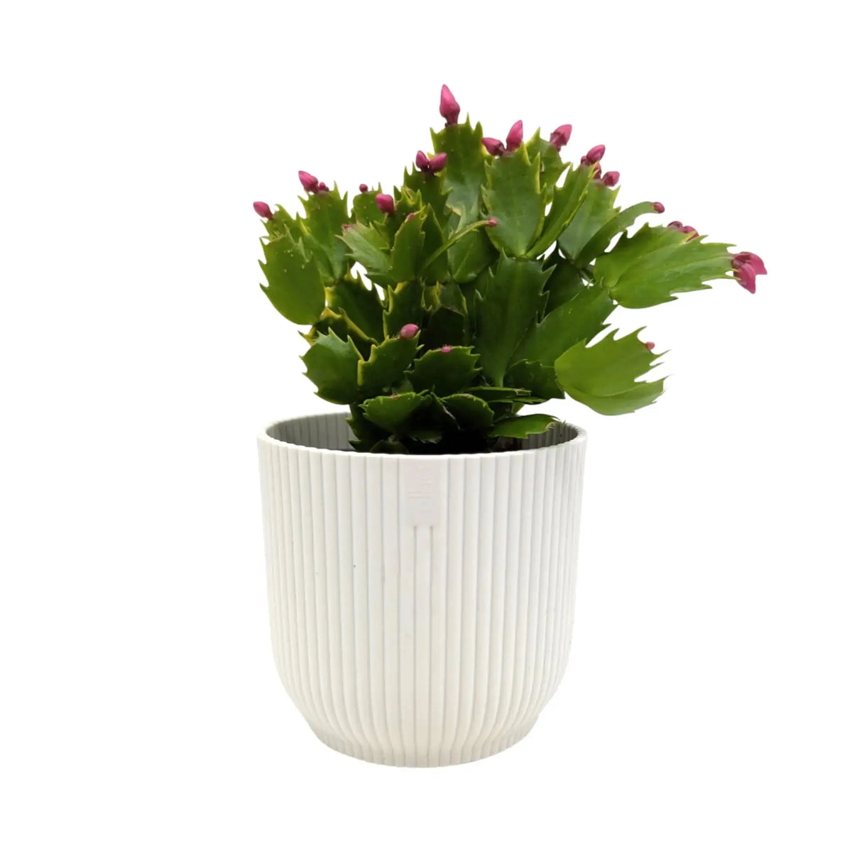 Schlumbergera | Christmas Cactus - Festive Flowering Houseplant