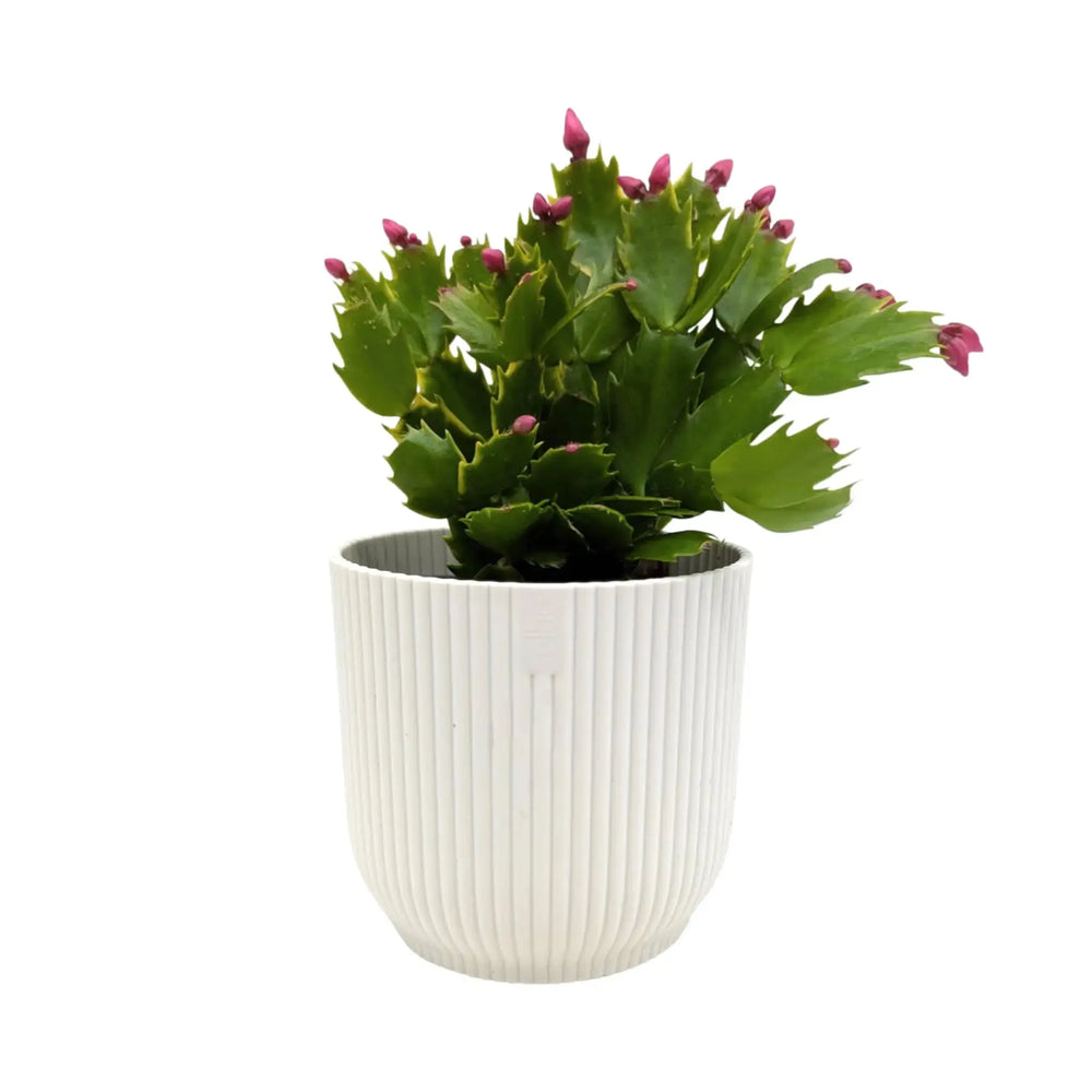 Schlumbergera | Christmas Cactus - Festive Flowering Houseplant_7_main