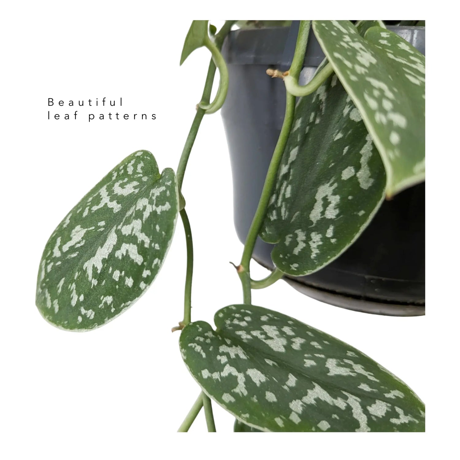 Scindapsus Pictus Argyraeus - Satin Pothos Hanging Plant Leaf Culture